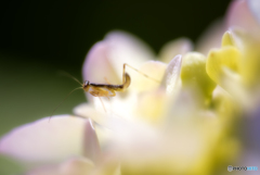 子カマキリ