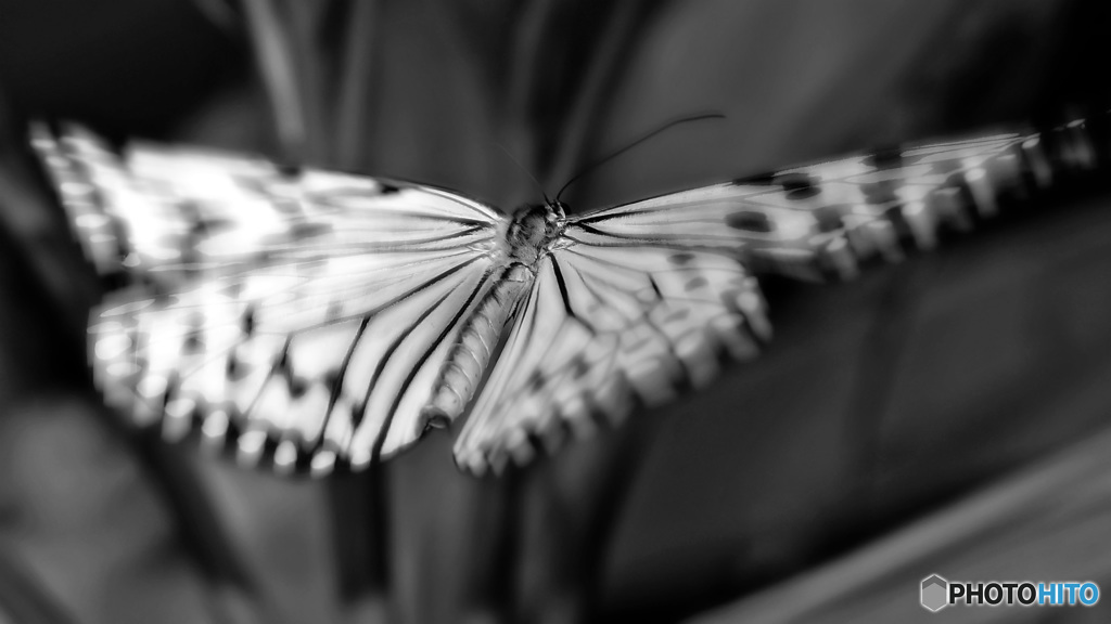 flutter
