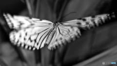 flutter