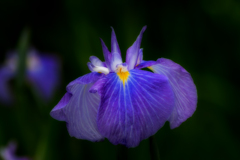 菖蒲園ⅴ