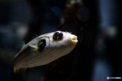 ～