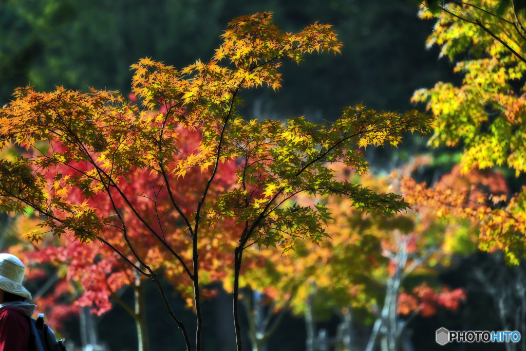 紅葉