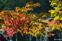 紅葉