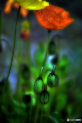 shirley poppy