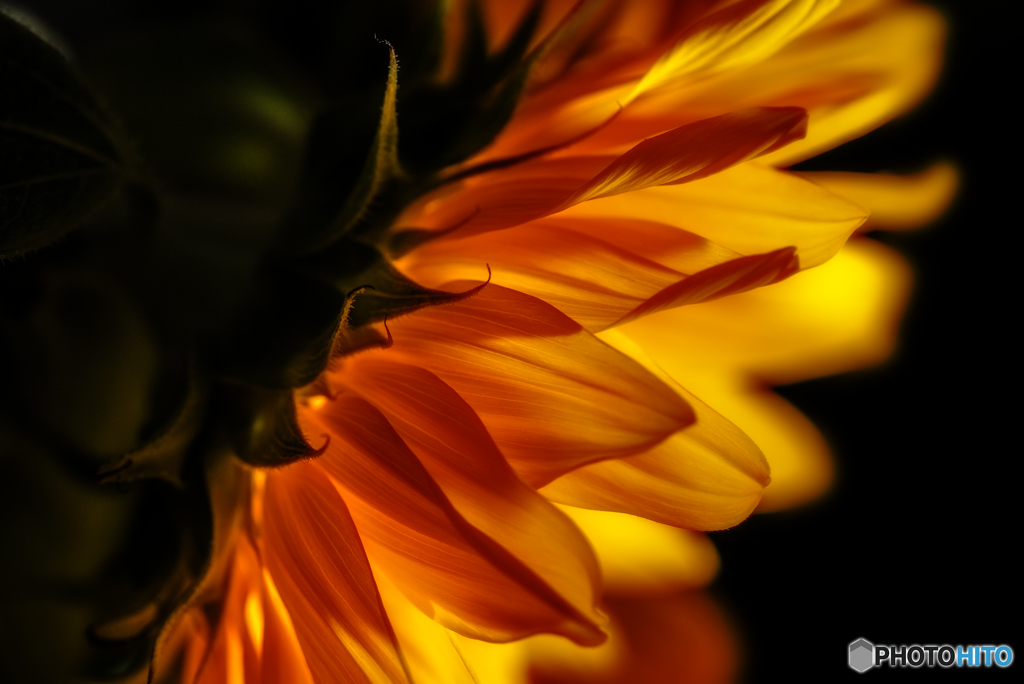 Sun_