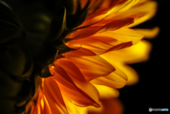 Sun_