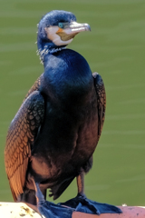カワウ