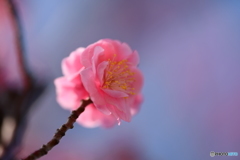 DSC_桃