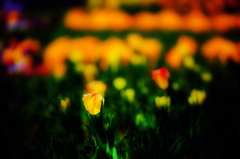 yellow tulip