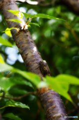 夏・桜・蝉