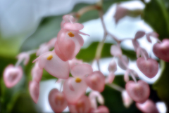 pink heart