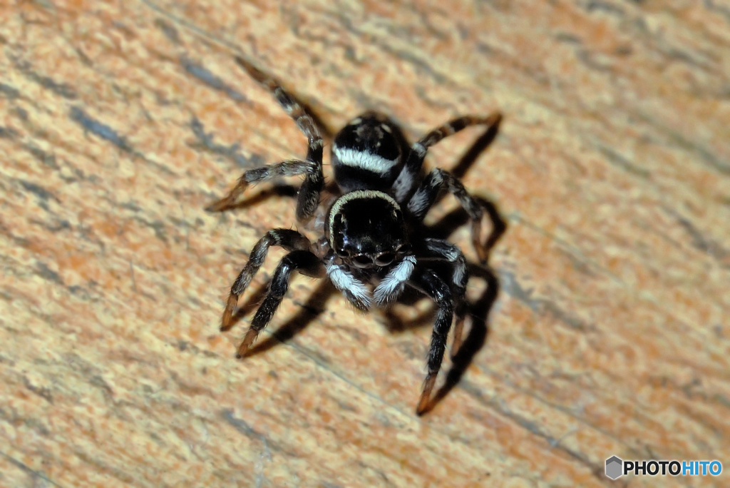 家にハエトリグモ