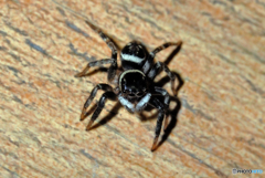 家にハエトリグモ