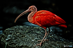 ショウジョウトキ