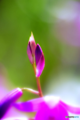 紫蘭の蕾