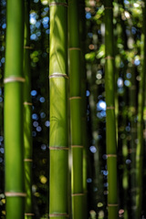 竹