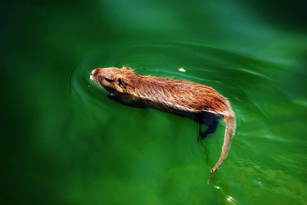 ヌートリア繁殖