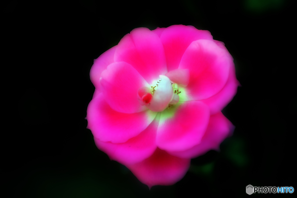 ピンク・ノックアウト