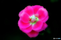 ピンク・ノックアウト