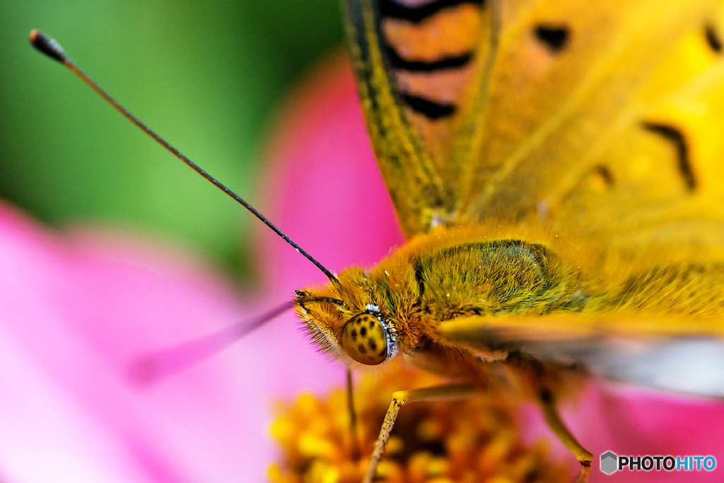 close‐up