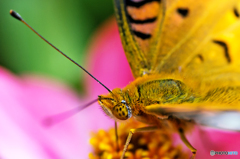 close‐up