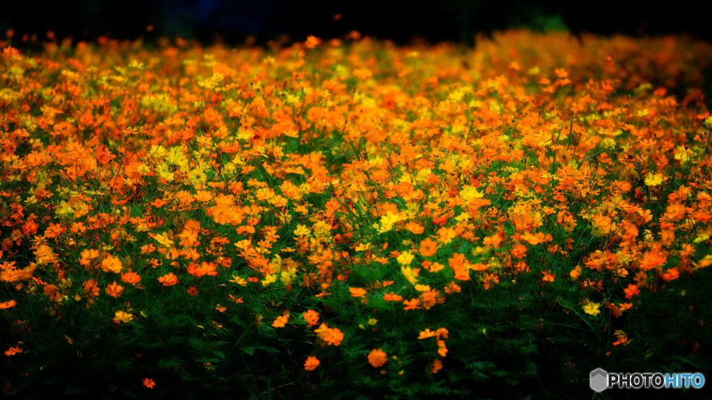 キバナコスモス群