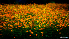 キバナコスモス群