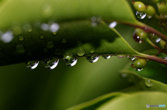 雨粒