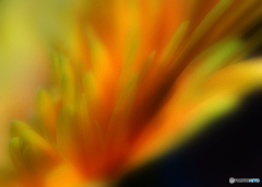 ’gradation’