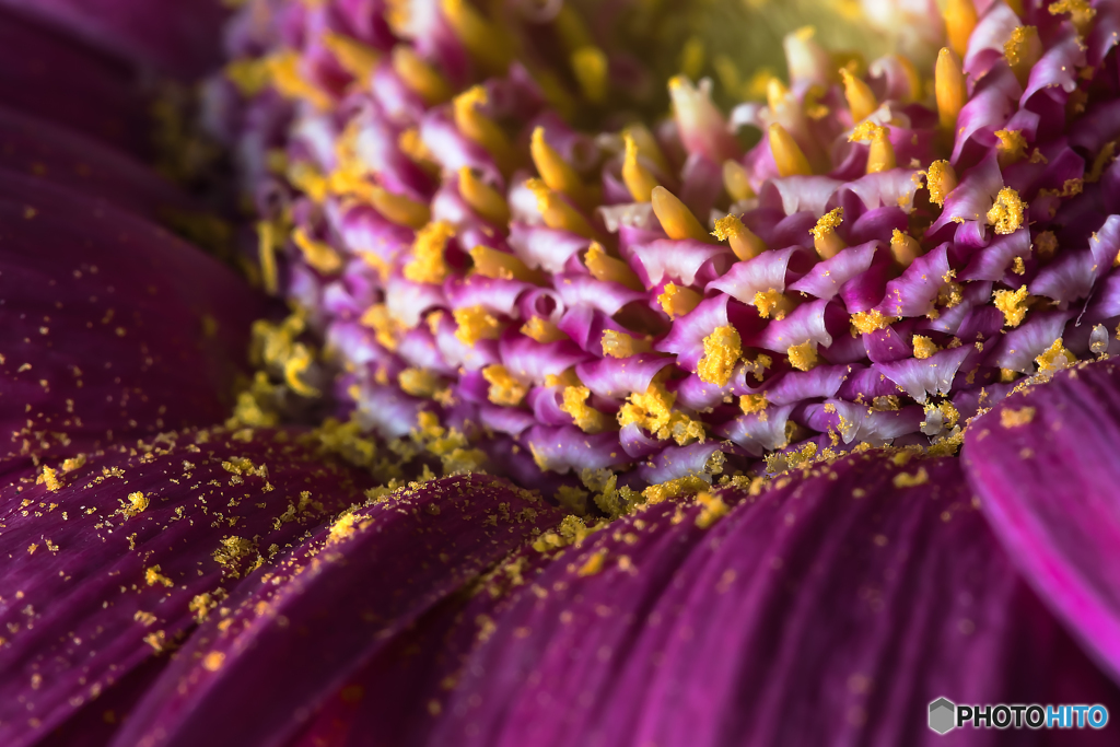 pollen