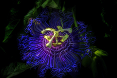 ※トケイソウ