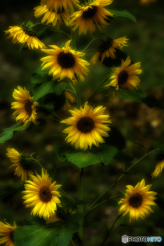 ❁❁❁