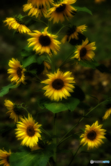 ❁❁❁