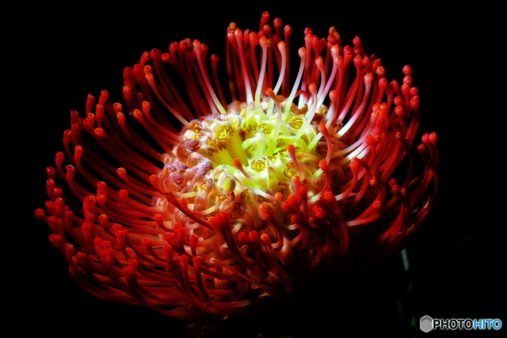 ピンクッション