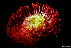 ピンクッション