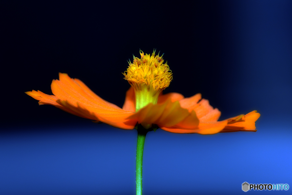 キバナコスモス