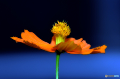 キバナコスモス