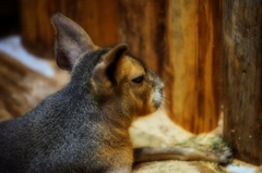 ・・・　マーラ