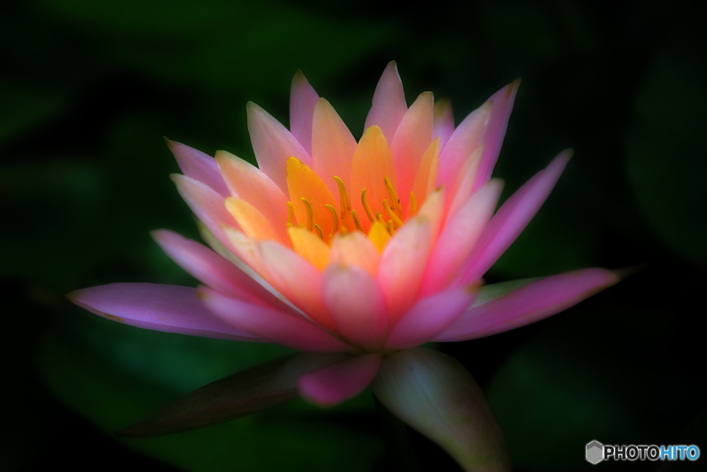 "pink"