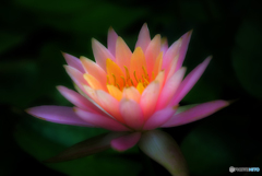 "pink"