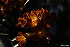 luminous