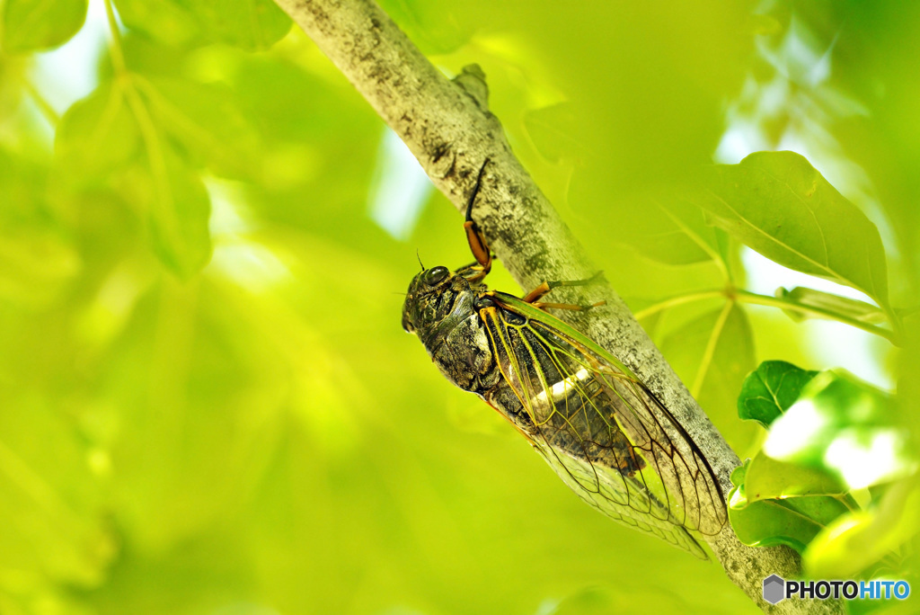 蝉-