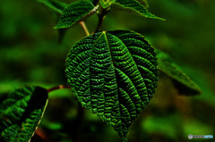 ・