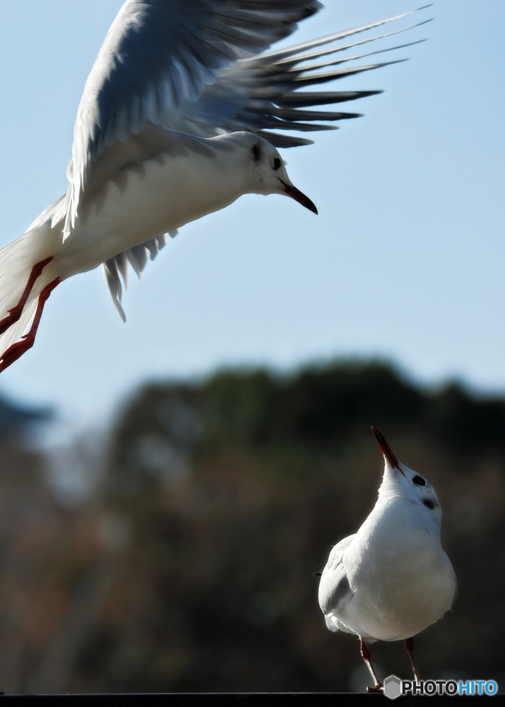 ユリカモメd