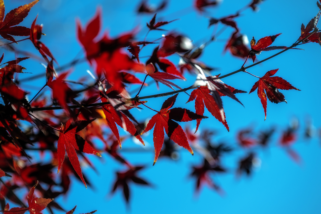 紅葉a