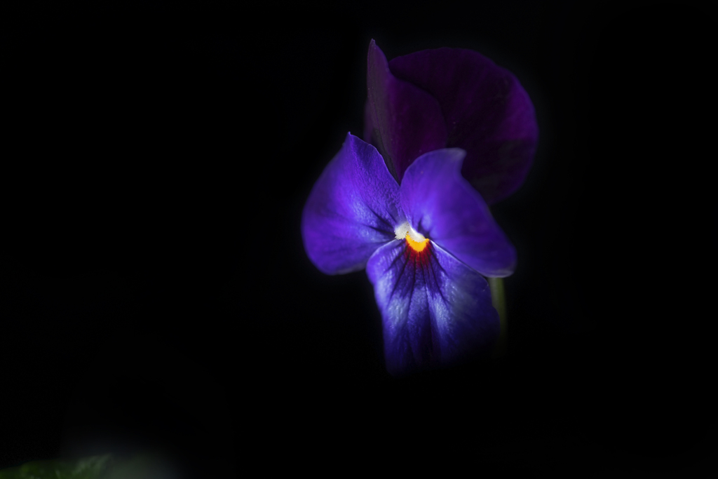 night pansy