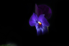 night pansy