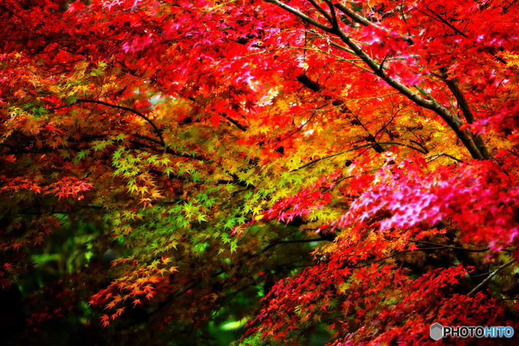 紅く