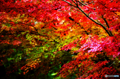 紅く