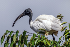 天王寺動物園c